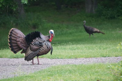 Turkeys on a field