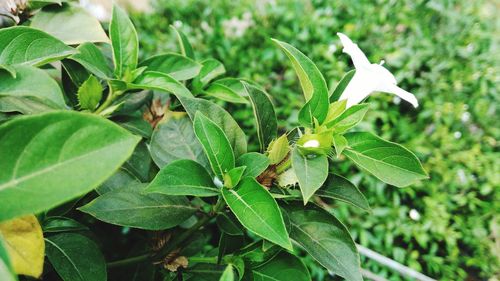 Close-up of green leaves