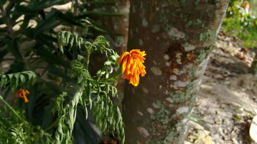 Close-up of plant