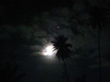 Low angle view of silhouette palm trees against sky at night