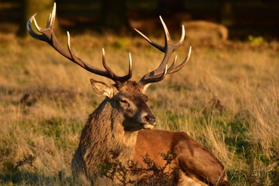 Deer in a field