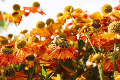 Bee on orange flowers of autumn helium in the garden. flower background