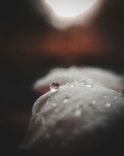 Close-up of water drops on leaf