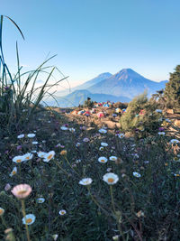 Scenic view of flowering plants on field against sky