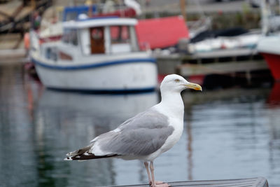 Seagull perching on wood by sea