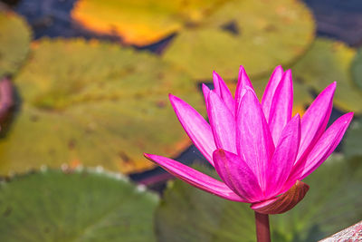 Close-up of pink water lily in pond