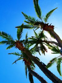 Low angle view of tree against blue sky