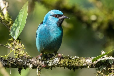 Close-up of bird perching on tree