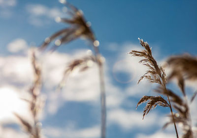 Close-up of plants against blue sky