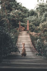 View of a cat on bridge