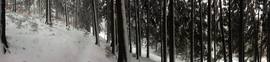 Full frame shot of bamboo trees in forest