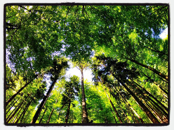 Low angle view of trees