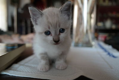 Close-up portrait of kitten