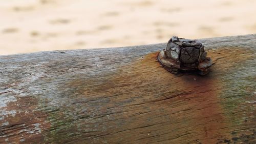 Close-up of lizard on wood