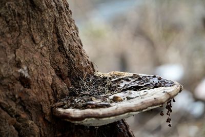 Close-up of mushroom on tree trunk