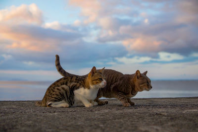 Cats relaxing on a land