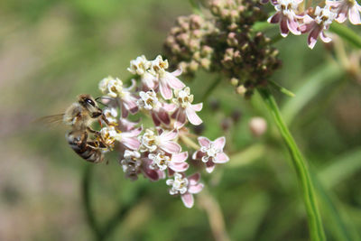 Bee pollinating light pink and white flowers 