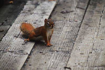 High angle view of squirrel on wood