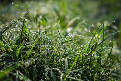 Morning dew drop fall on the small green grass leaf close-up shot in the morning time.