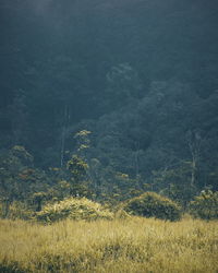 Scenic view of field