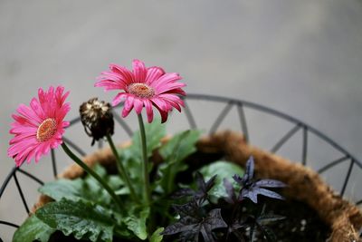 Close-up of pink flowering plant