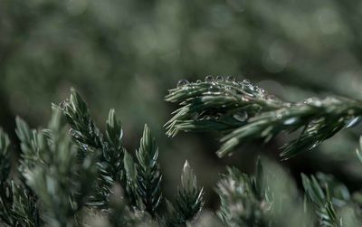 Full frame shot of wet plant