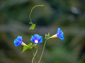 Close-up of purple flowering plant