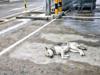 High angle view of dog relaxing on street