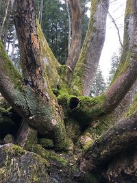 Low angle view of trees growing in forest