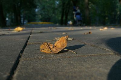 Close-up of dry maple leaf on street