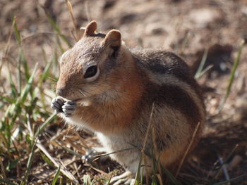 Close-up of squirrel