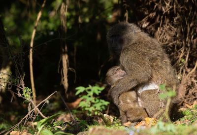 Monkey sitting in a forest