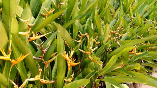 Close-up of green plant