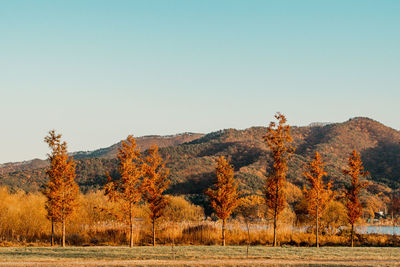 Trees on field against sky during autumn