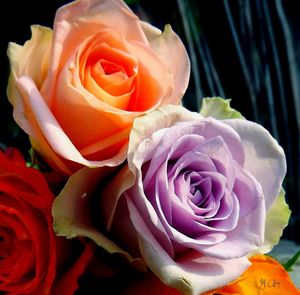 Close-up of rose