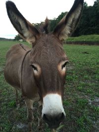 Portrait of donkey standing on field