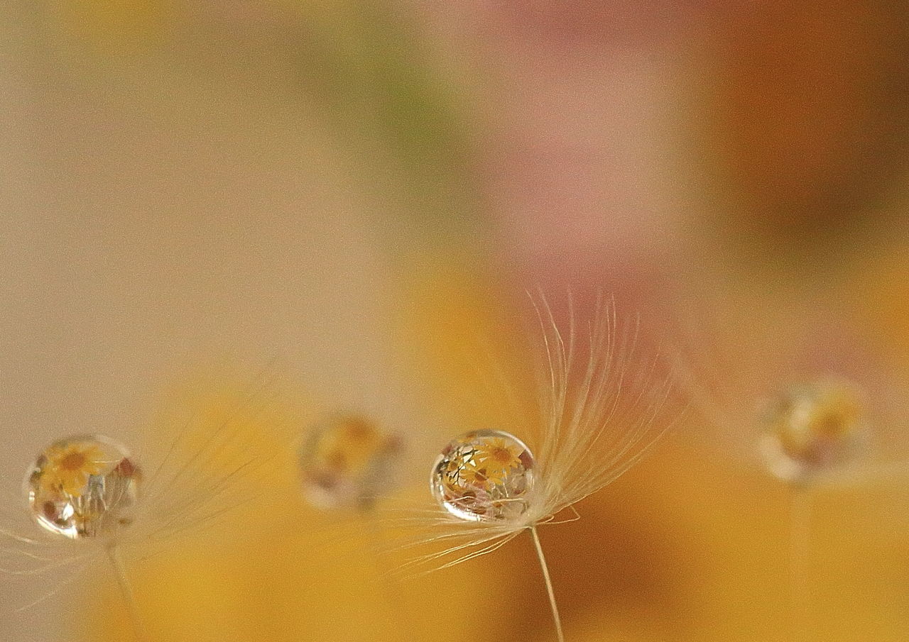 drop, water, wet, close-up, transparent, fragility, backgrounds, focus on foreground, glass - material, full frame, indoors, no people, reflection, motion, spider web, nature, rain, window, purity