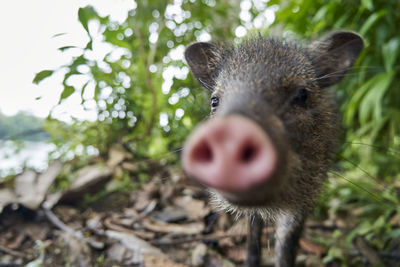 Close-up portrait of an animal