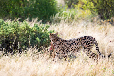 View of a cat on grass