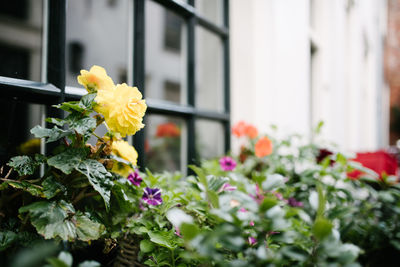 Close-up of yellow flowers blooming outdoors