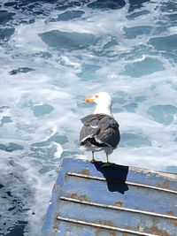 High angle view of seagull perching on a lake