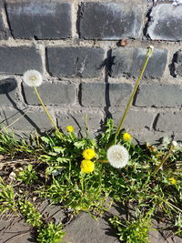 Close-up of yellow flowering plants on wall