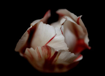 Close-up of rose against black background