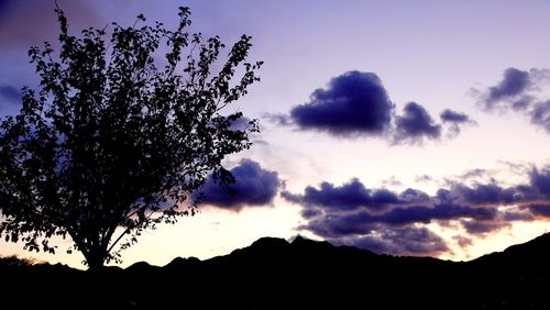 Low angle view of silhouette tree against sky at sunset