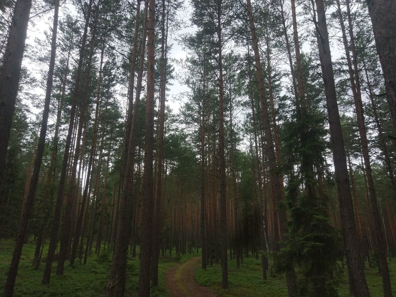 LOW ANGLE VIEW OF PINE TREE IN FOREST