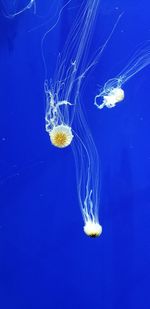 Jellyfish in sea