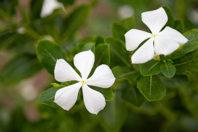 Close-up of white flowering plant