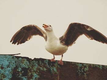 Low angle view of seagull flying