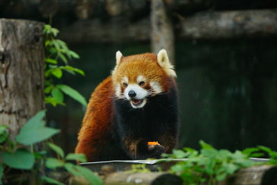 Red panda eating a carrot