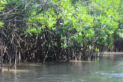 Scenic view of lake in forest